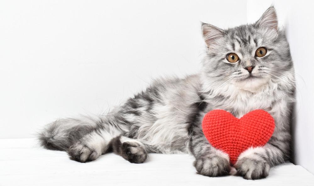 Как показать кошке свою любовь: 7 моментов общения