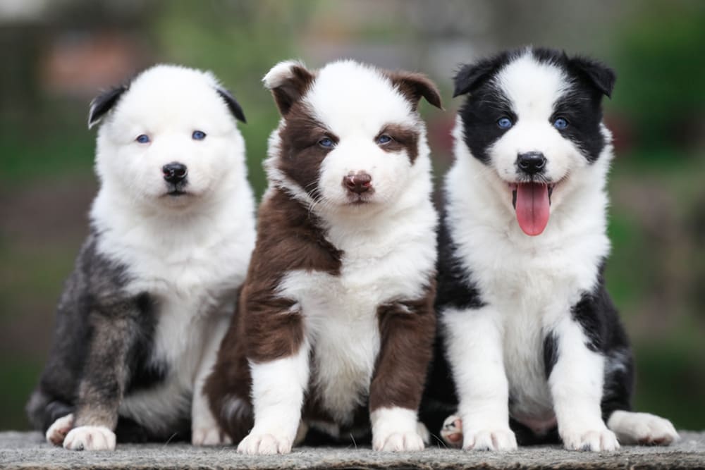Щенки якутской лайки позируют на камеру