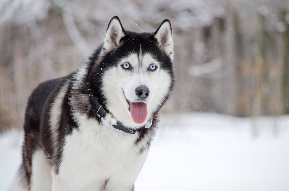 Сибирский хаски зимой