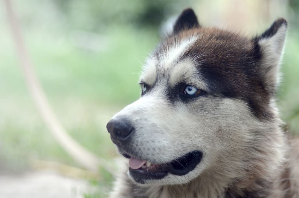 Собака маламут с голубыми глазами
