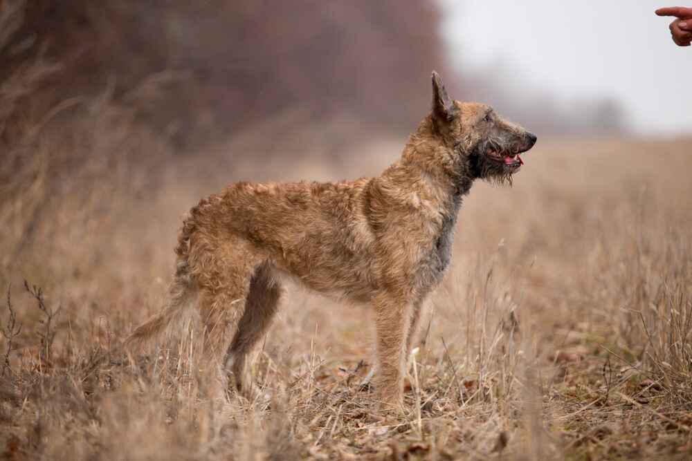 Лакенуа осенью