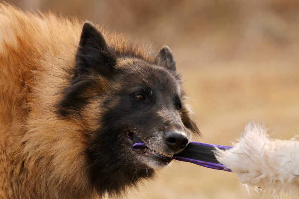 Тервюрен играет с человеком