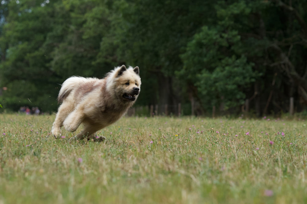 Евразиер бежит