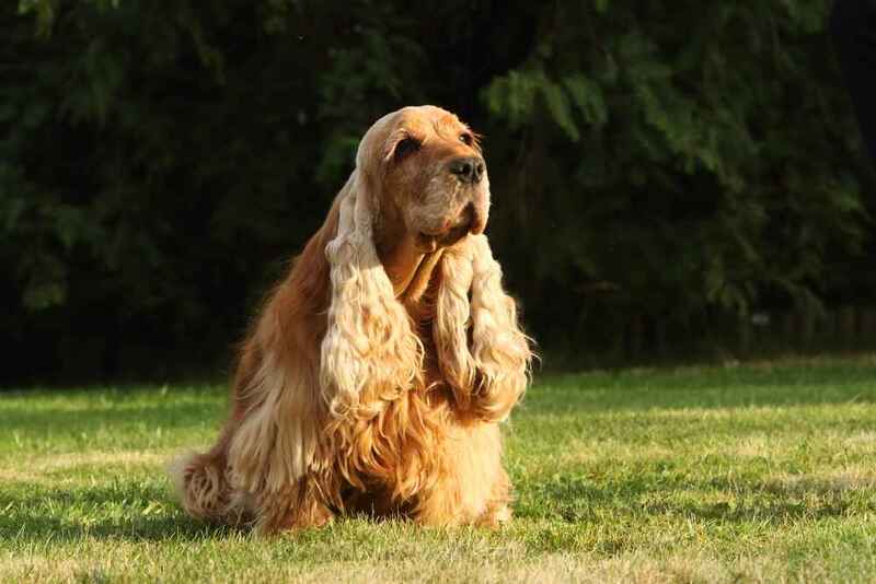 Кокер с длинными ушами