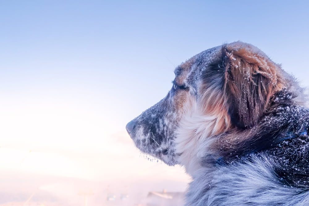 Болгарская овчарка в профиль