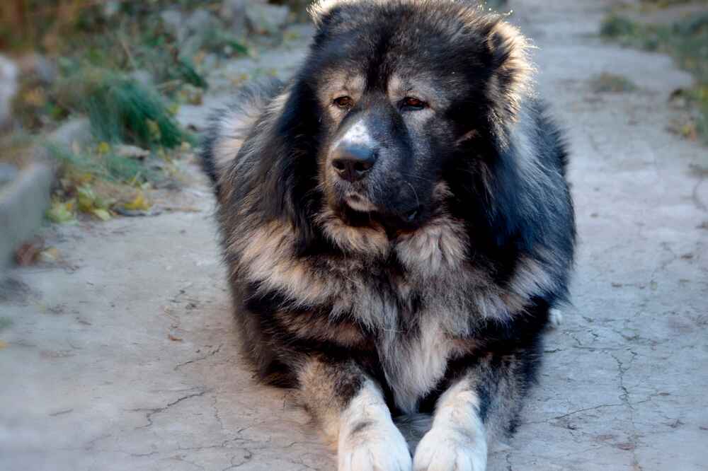 Это кавказский волкодав