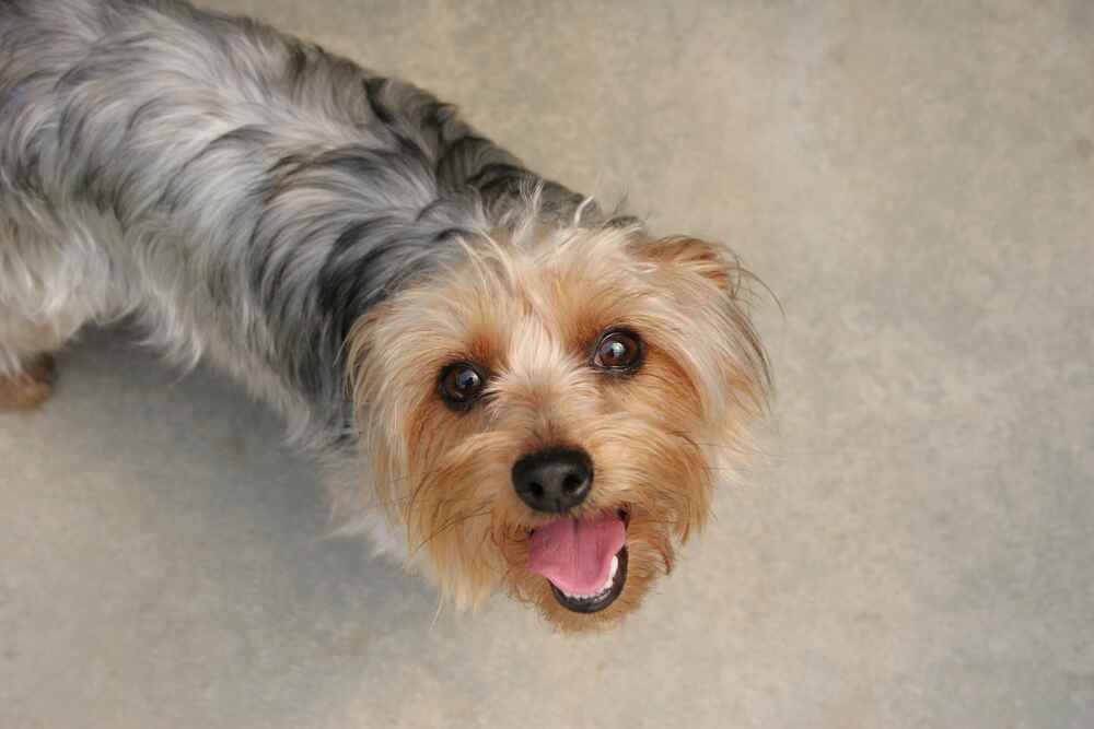 Порода собак силки