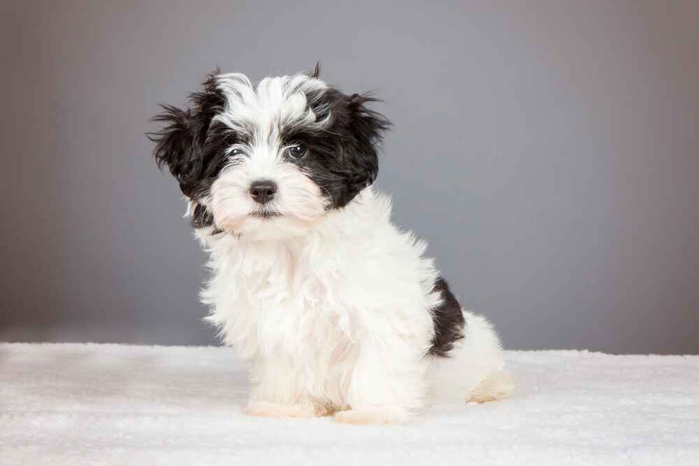 Черно-белый гаванский бишон