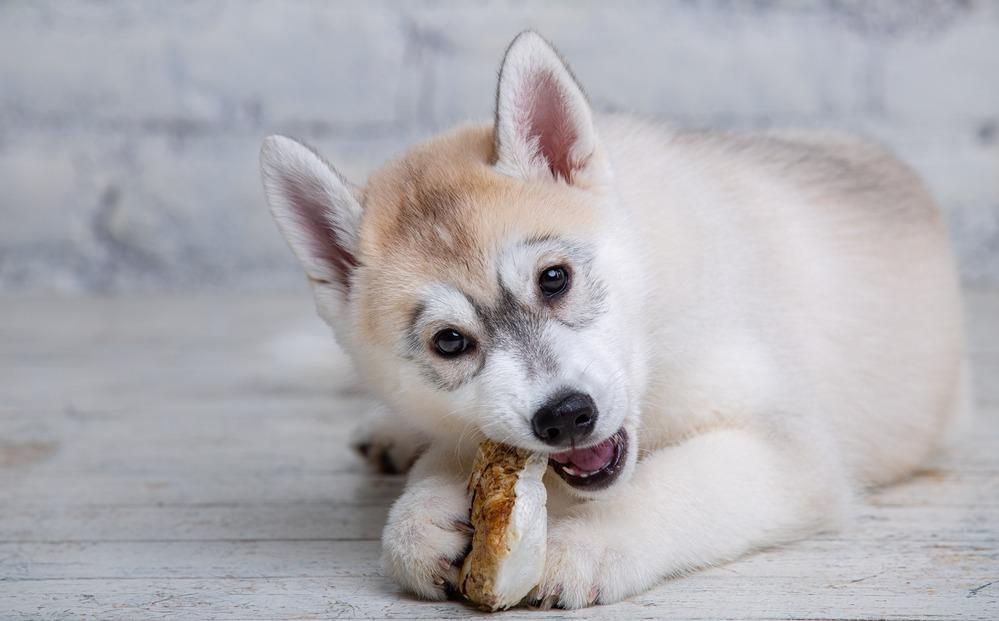 Чем и как кормить щенка хаски