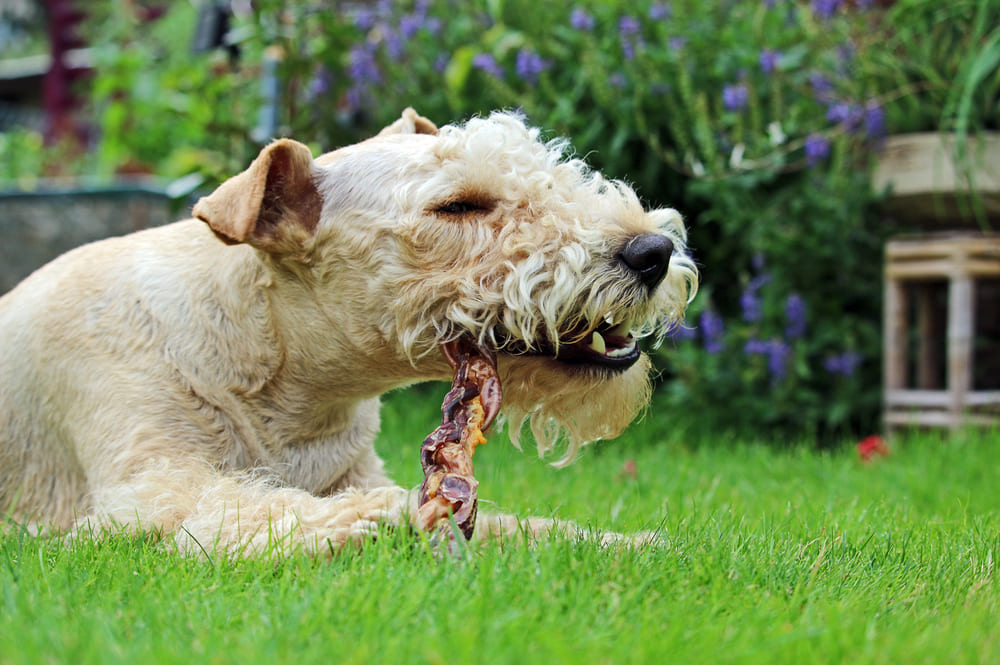 Лейкленд-терьер ест угощение