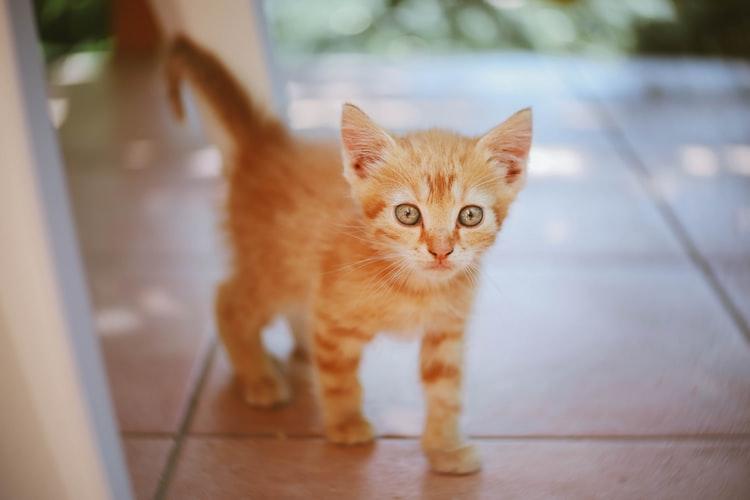 Когда котята начинают ходить, а не ползать: этапы развития малышей,  отклонения от сроков, возможные проблемы и заболевания