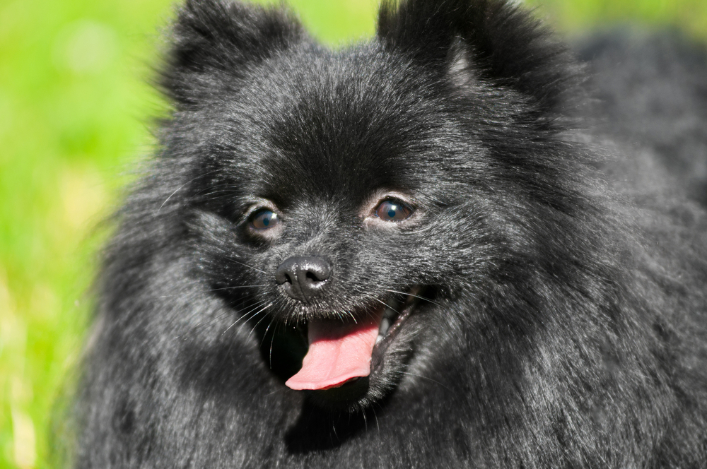 Изображениe — Черный померанский шпиц на улице Черный померанский шпиц на улице