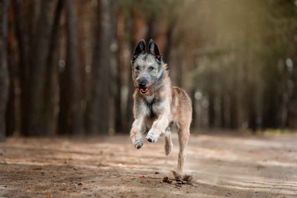 Лакенуа быстро бежит