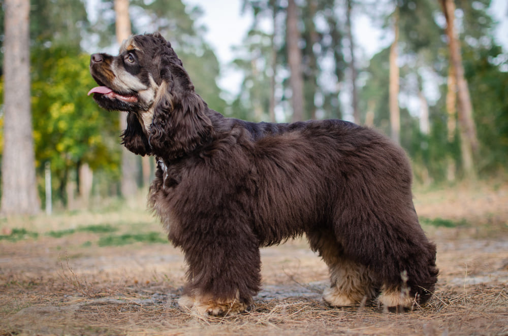American cocker spaniel