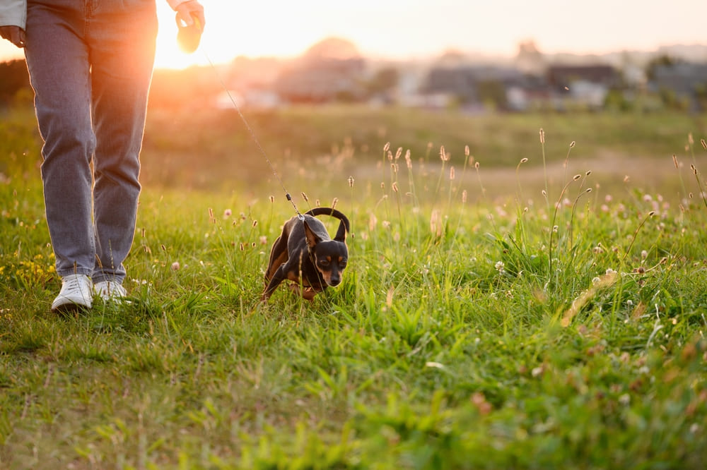 Собака тойчик