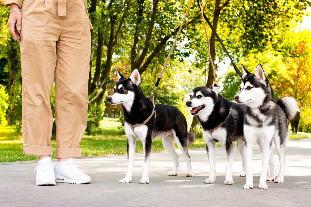 Три аляскинских кли-кая