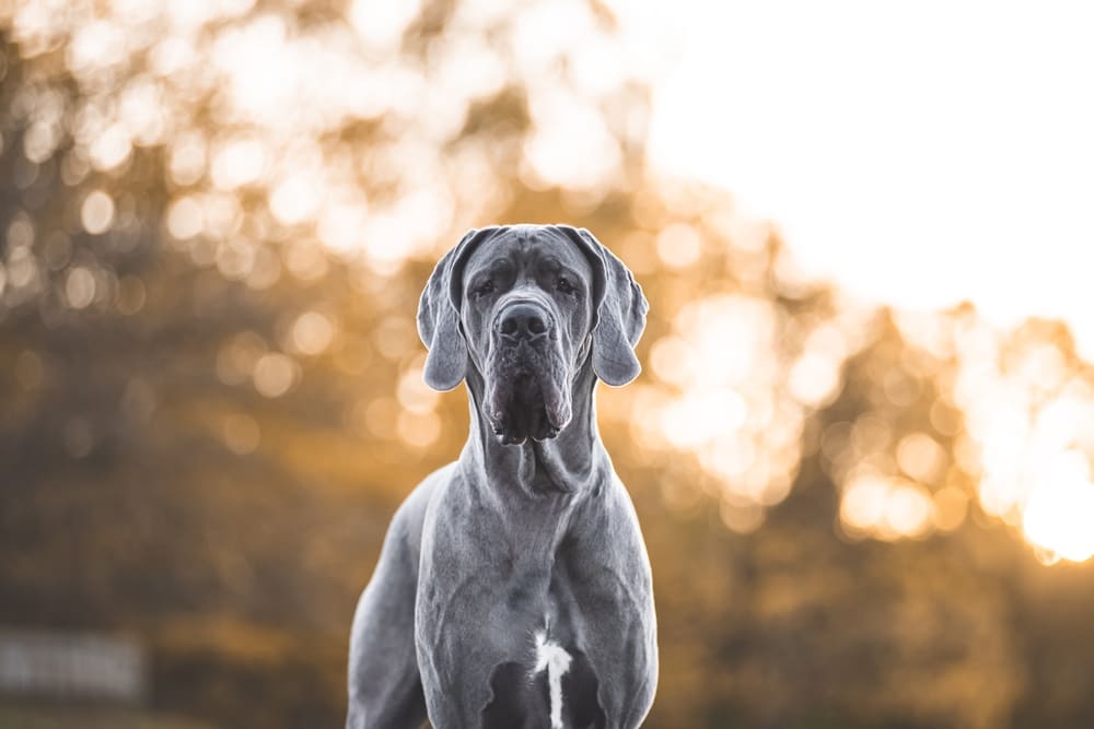 Great dane