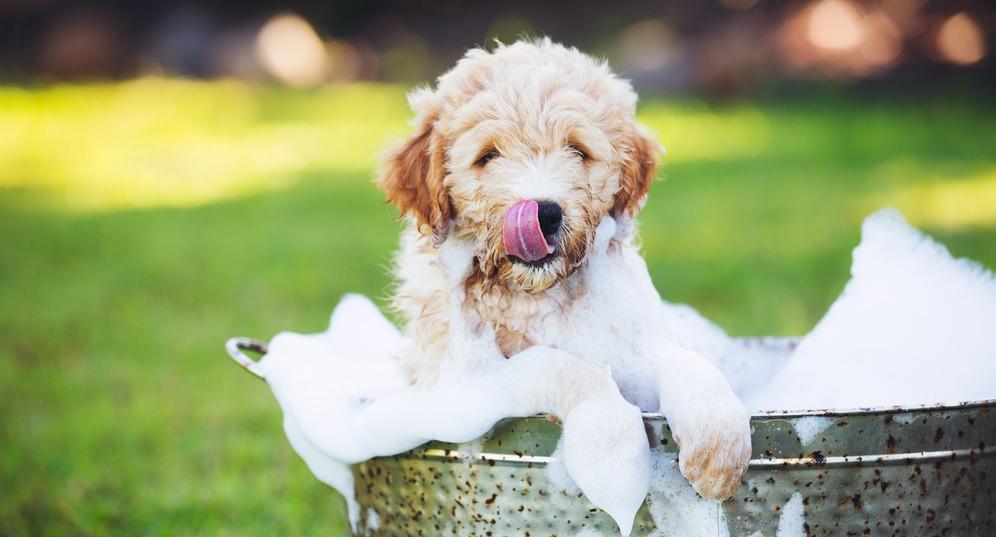 Как правильно мыть лапы щенку или собаке после прогулки
