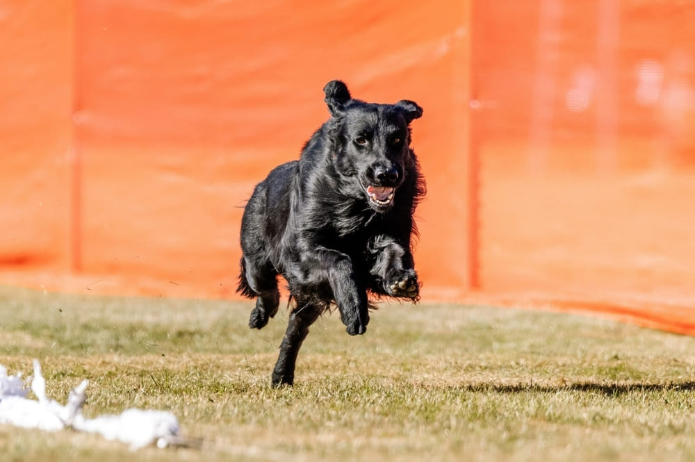Флэт ретривер бежит
