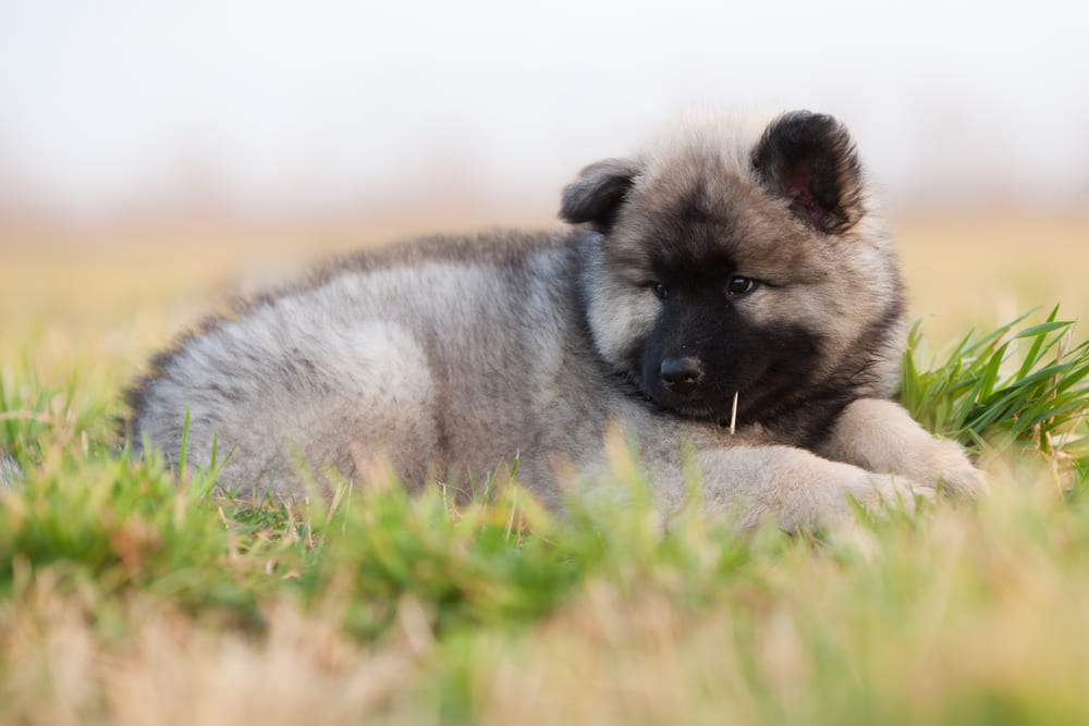 Это порода евразиер