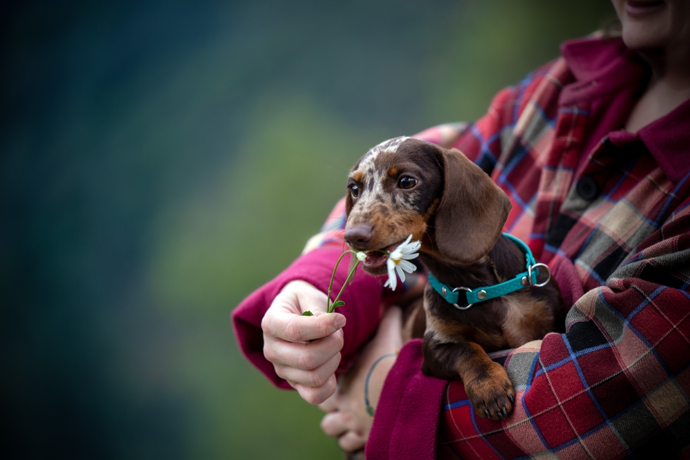 Изображениe — Мраморная такса на прогулке Мраморная такса на прогулке