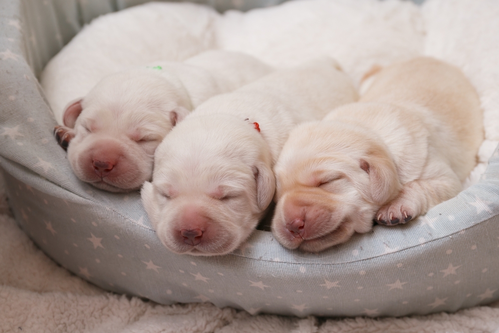 Три белых щенка ретривера