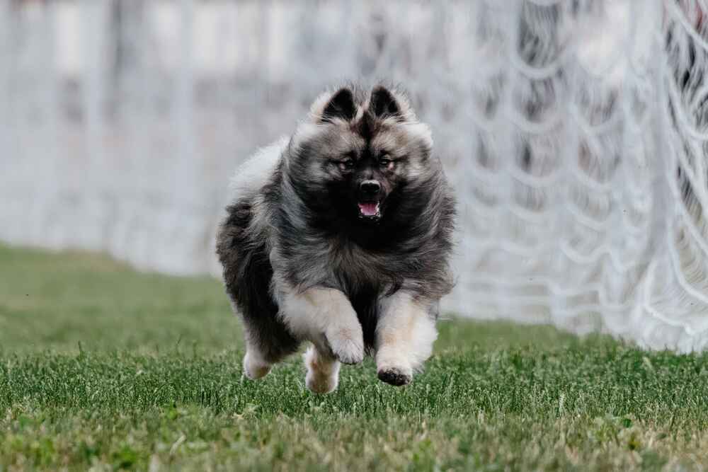 Кеесхонд быстро бежит