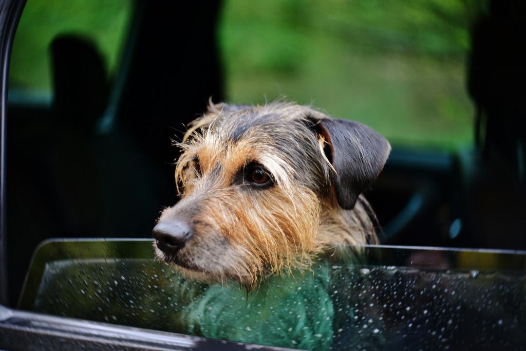 Собаку укачивает и тошнит в машине: как помочь питомцу?