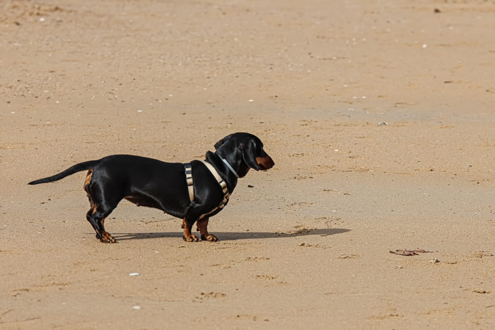 Такса – это порода, имеющая средний или мелкий размер?