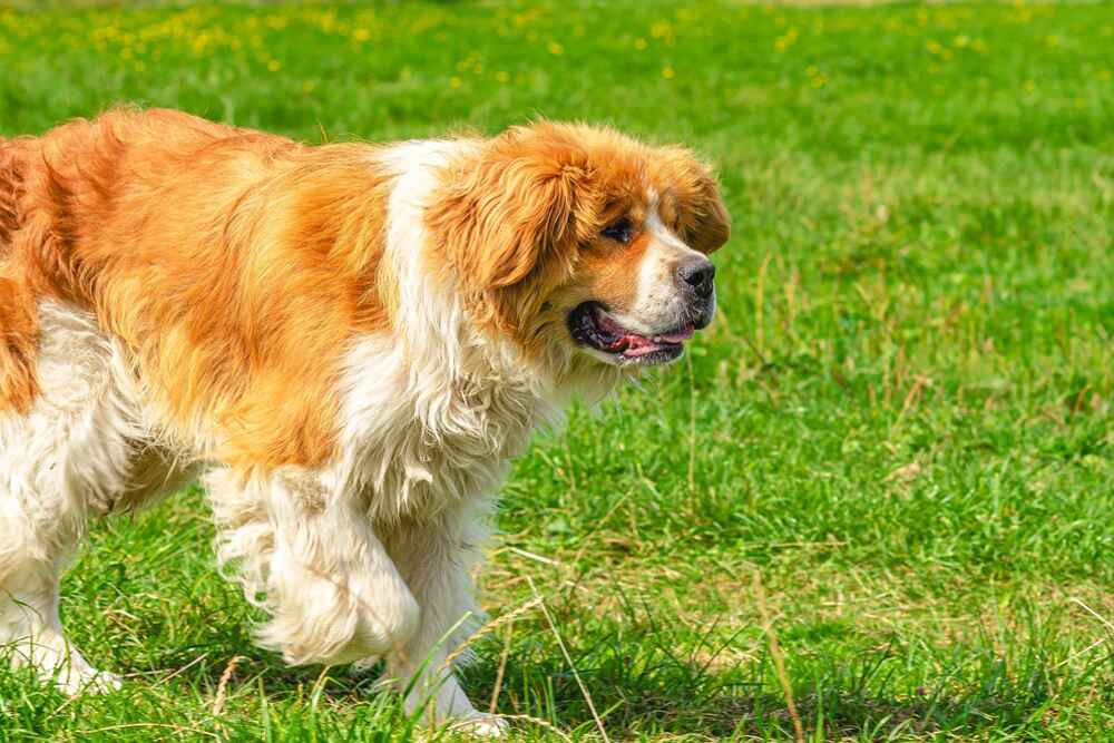 Бегущая московская сторожевая