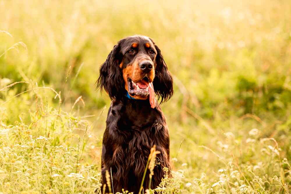 Изображениe — Шотландский сеттер Шотландский сеттер