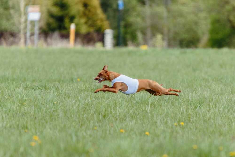 Изображениe — Сицилийская борзая на соревновании Сицилийская борзая на соревновании