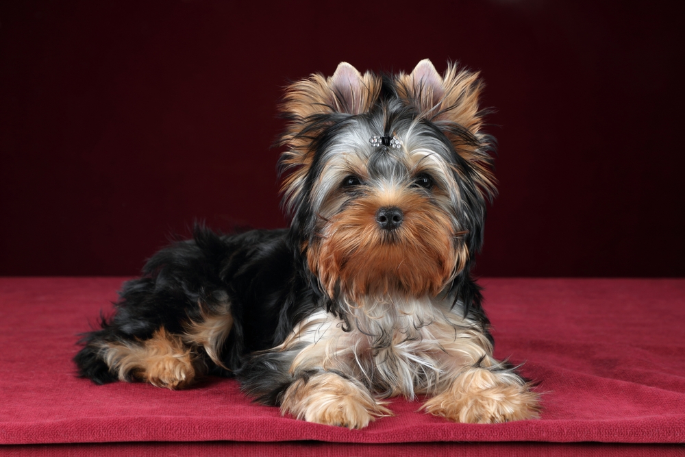 Миловидный черный йоркширский терьер