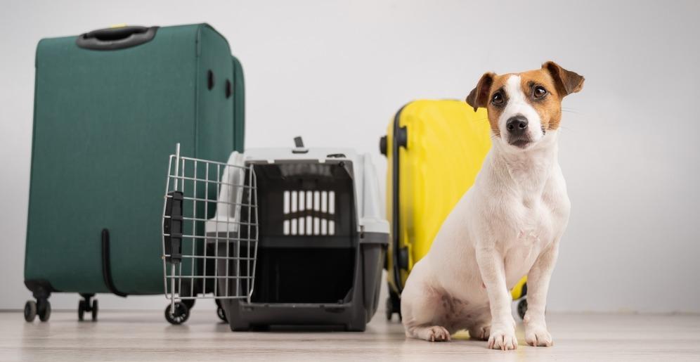 Перевозка собак в самолете: советы для владельцев