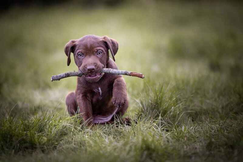 Паттердейл-терьер в траве с палкой