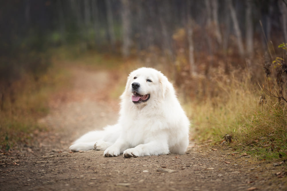 Итальянская овчарка