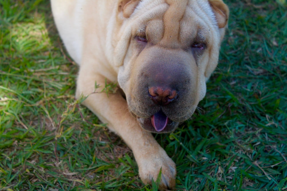 Изображениe — Шарпей светлого окраса Шарпей светлого окраса