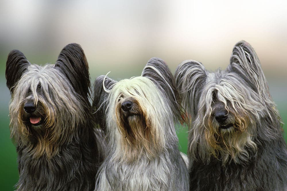 Шотландская порода скайтерьер