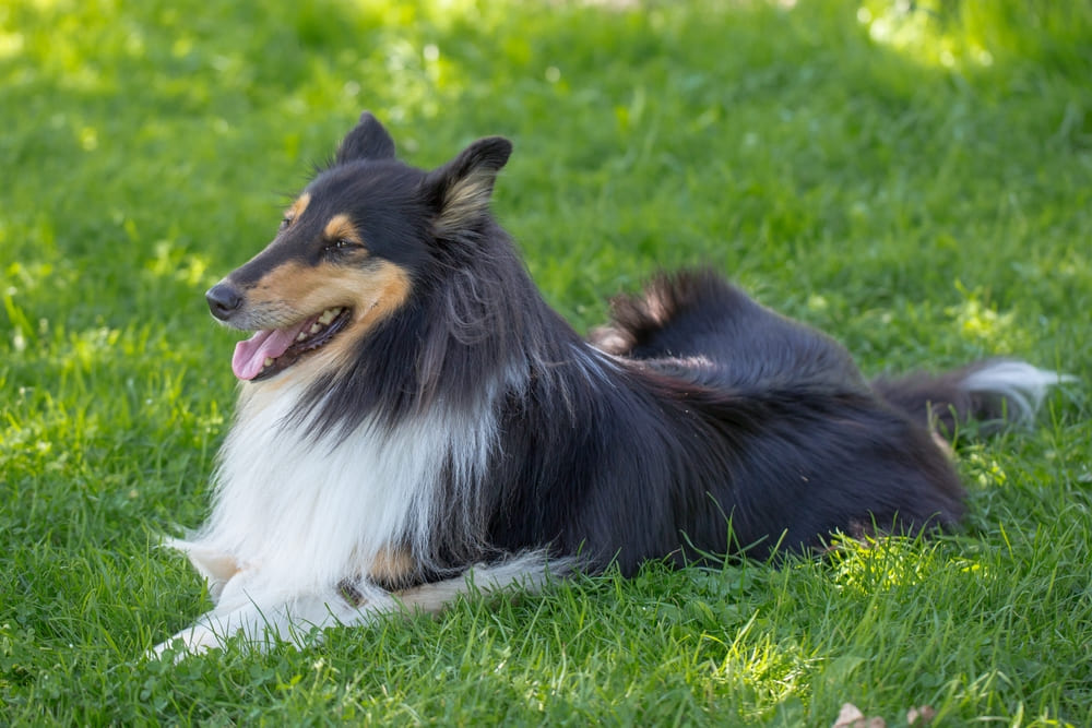 Колли лежит на траве