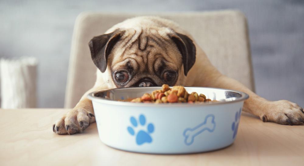 Чем кормить мопса: щенка и взрослую собаку