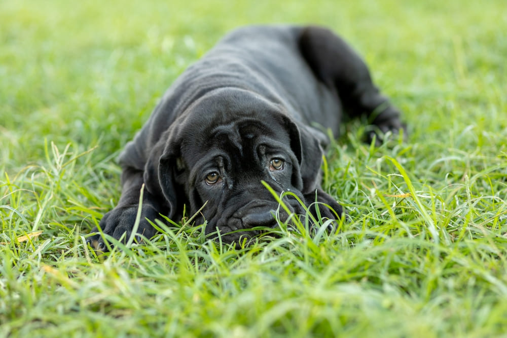 Неаполитанский мастиф на траве