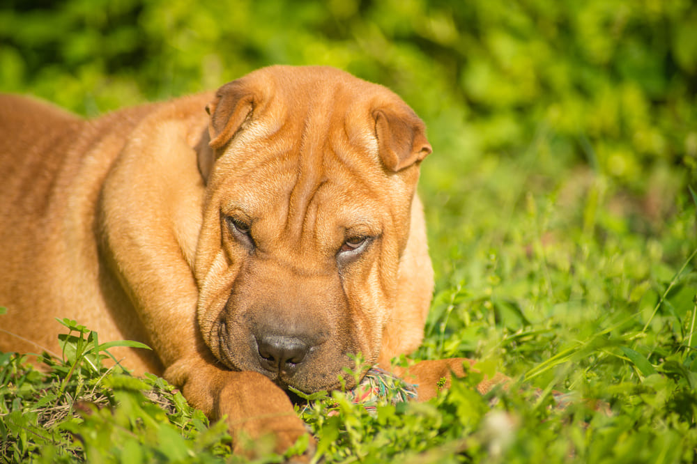 Изображениe — Шарпей на летней прогулке Шарпей на летней прогулке
