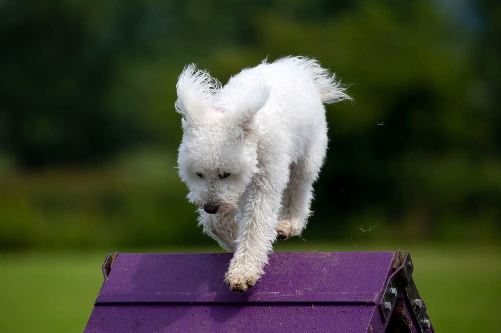 Это собака пуми