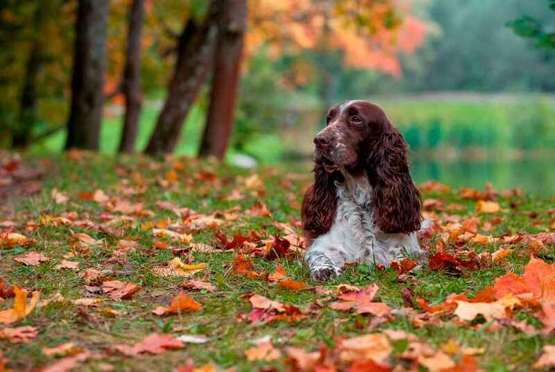 Английский спрингер-спаниель осенью