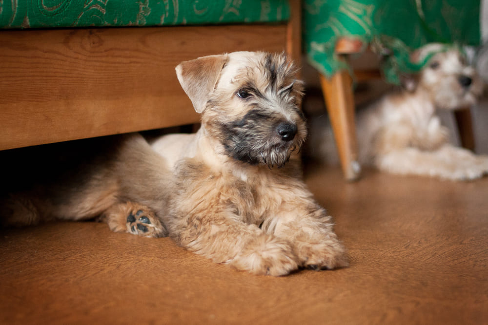 Ирландский мягкошерстный пшеничный терьер в молодом возрасте