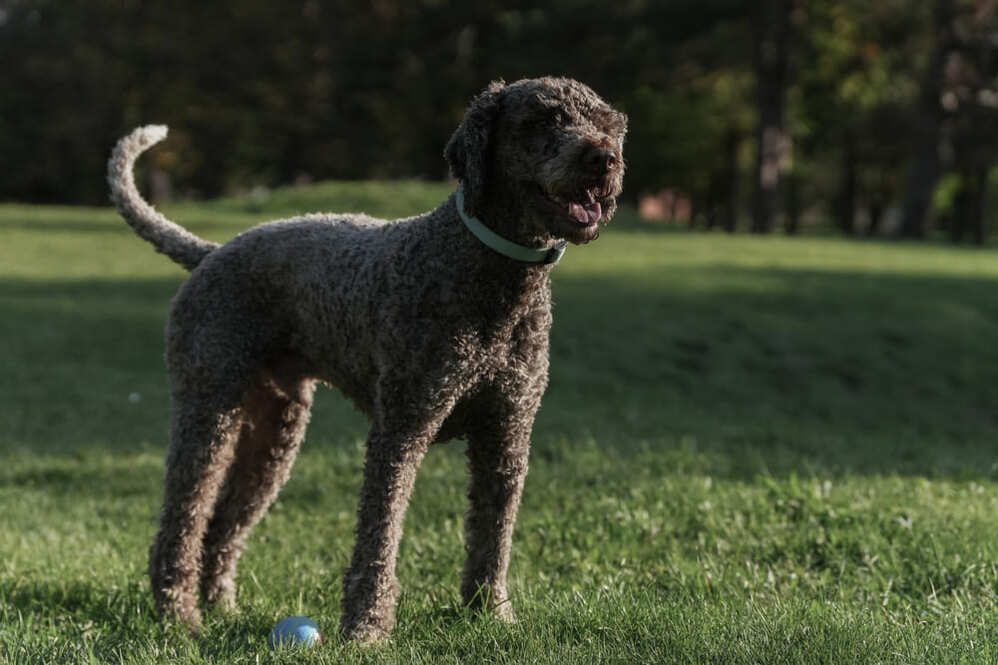 Изображениe — Лаготто романьоло стоит Лаготто романьоло стоит