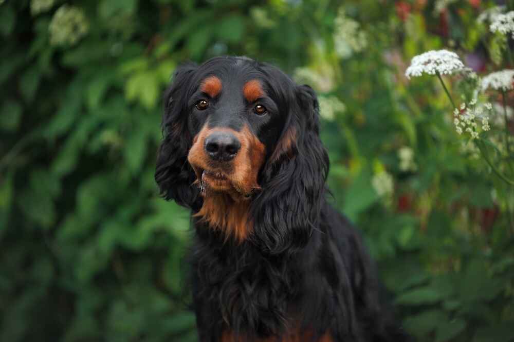 Изображениe — Шотландский сеттер на улице Шотландский сеттер на улице