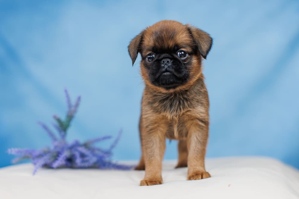 Милый щенок пти-брабансона