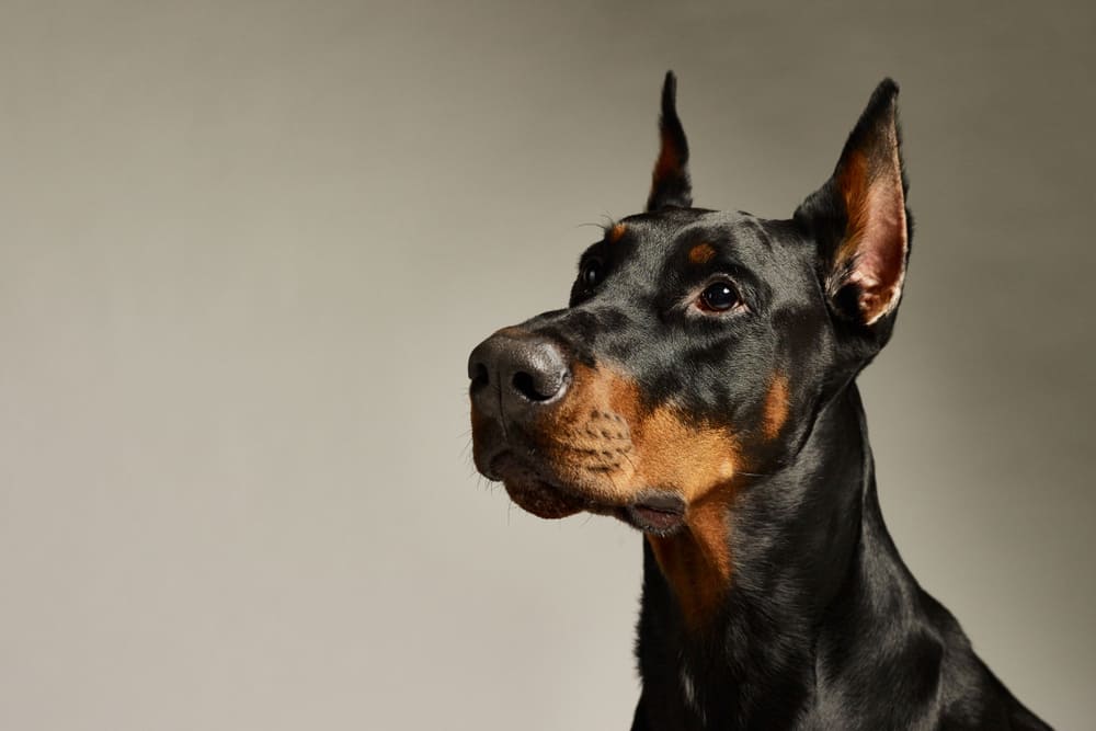 Доберман на сером фоне