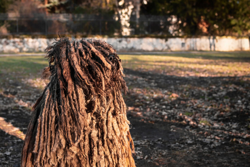 Это собака пули